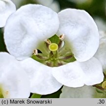 Lobularia maritima (lobularia nadmorska)