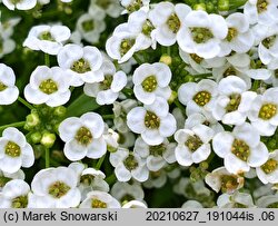 Lobularia maritima (lobularia nadmorska)