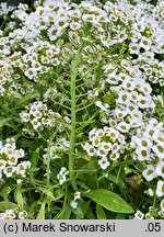 Lobularia maritima (lobularia nadmorska)