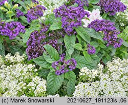 Heliotropium arborescens (heliotrop peruwiański)