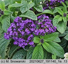 Heliotropium arborescens (heliotrop peruwiański)