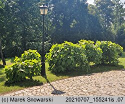 Hydrangea quercifolia (hortensja dębolistna)