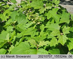 Hydrangea quercifolia (hortensja dębolistna)