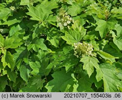 Hydrangea quercifolia (hortensja dębolistna)