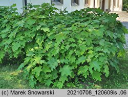 Hydrangea quercifolia (hortensja dębolistna)