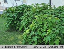 Hydrangea quercifolia (hortensja dębolistna)