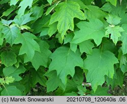 Hydrangea quercifolia (hortensja dębolistna)