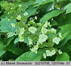 Hydrangea quercifolia (hortensja dębolistna)