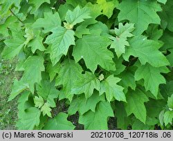 Hydrangea quercifolia (hortensja dębolistna)