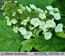 Hydrangea quercifolia (hortensja dębolistna)