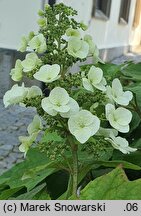 Hydrangea quercifolia (hortensja dębolistna)