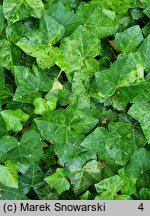 Hedera helix Profesor Seneta