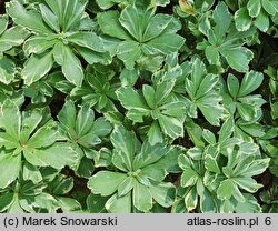 Pachysandra terminalis (runianka japońska)