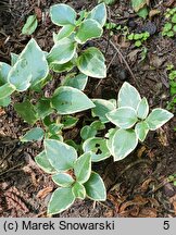 Vinca major Variegata