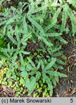 Adiantum aleuticum