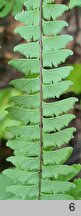 Adiantum aleuticum