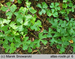 Hacquetia epipactis (cieszynianka wiosenna)