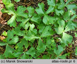 Hacquetia epipactis (cieszynianka wiosenna)