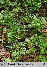 Aruncus aethusifolius (parzydło blekotolistne)