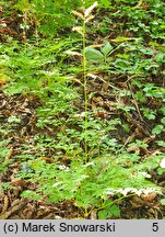 Aruncus aethusifolius (parzydło blekotolistne)