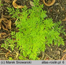 Aruncus aethusifolius (parzydło blekotolistne)