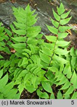 Polystichum falcatum var. fortunei (paprotnik sierpowaty odm. Fortune'a)