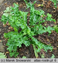 Asplenium scolopendrium Cristata