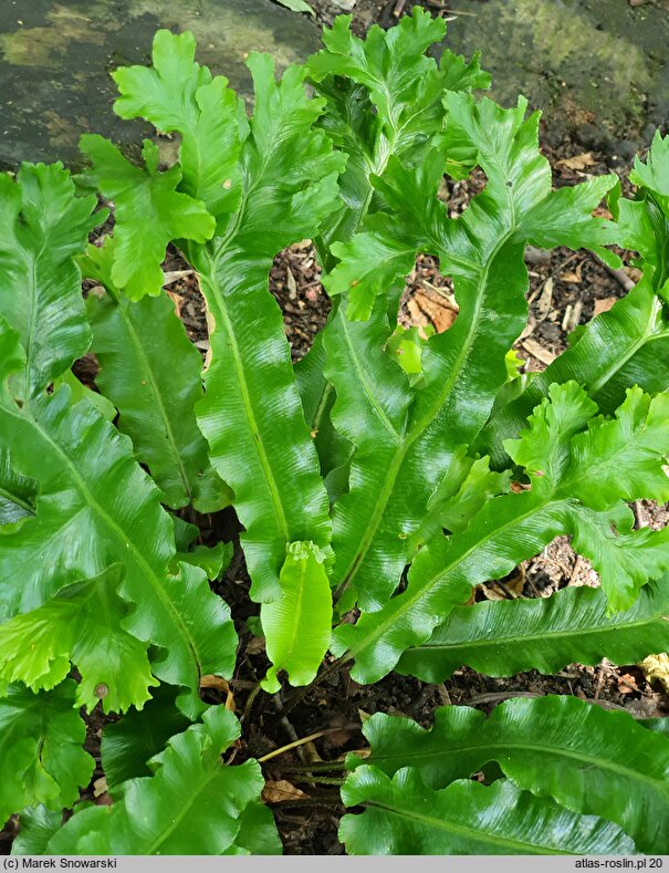 Asplenium scolopendrium Cristata