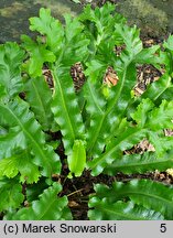 Asplenium scolopendrium Cristata