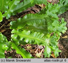 Asplenium scolopendrium Cristata