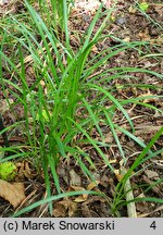 Liriope graminifolia (liriope trawolistna)