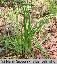 Liriope graminifolia (liriope trawolistna)