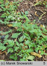 Astilbe ×rosea Sprite