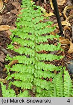 Dryopteris filix-mas Crispa Cristata