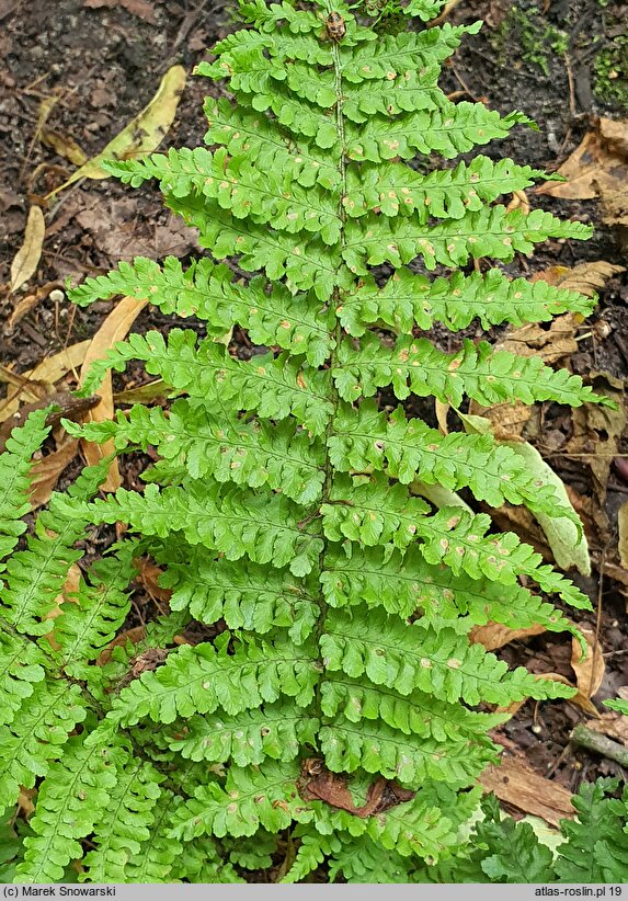 Dryopteris filix-mas Crispa Cristata