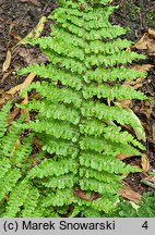 Dryopteris filix-mas Crispa Cristata