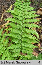 Dryopteris filix-mas Crispa Cristata