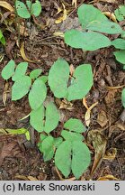 Jeffersonia diphylla (jeffersonia dwulistna)