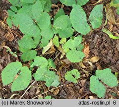 Jeffersonia diphylla (jeffersonia dwulistna)