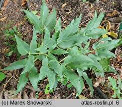 Helleborus argutifolius (ciemiernik korsykański)