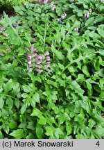 Acanthus hungaricus (akant długolistny)