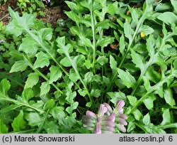 Acanthus hungaricus (akant długolistny)