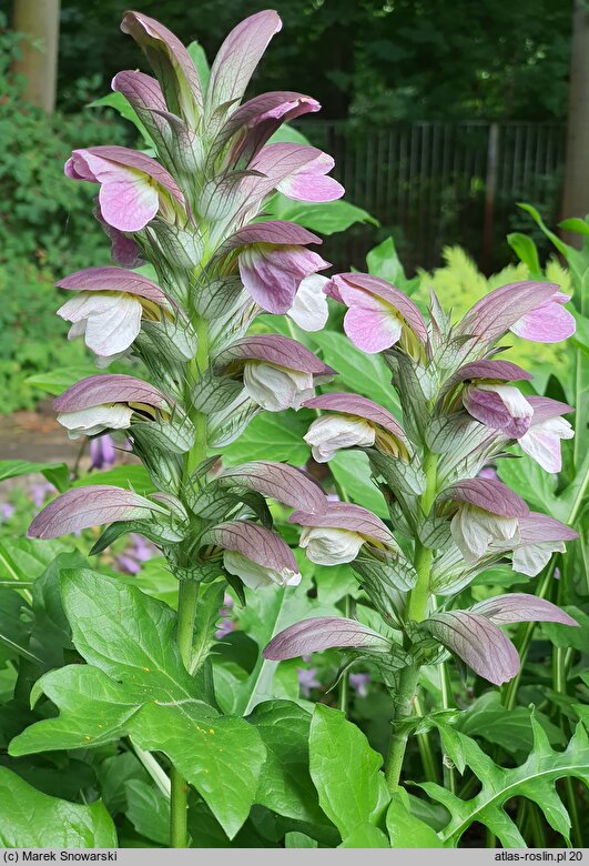 Acanthus hungaricus (akant długolistny)