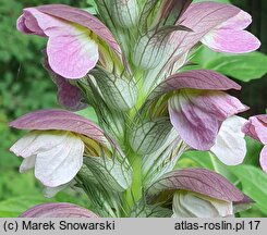 Acanthus hungaricus (akant długolistny)