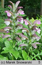 Acanthus hungaricus (akant długolistny)