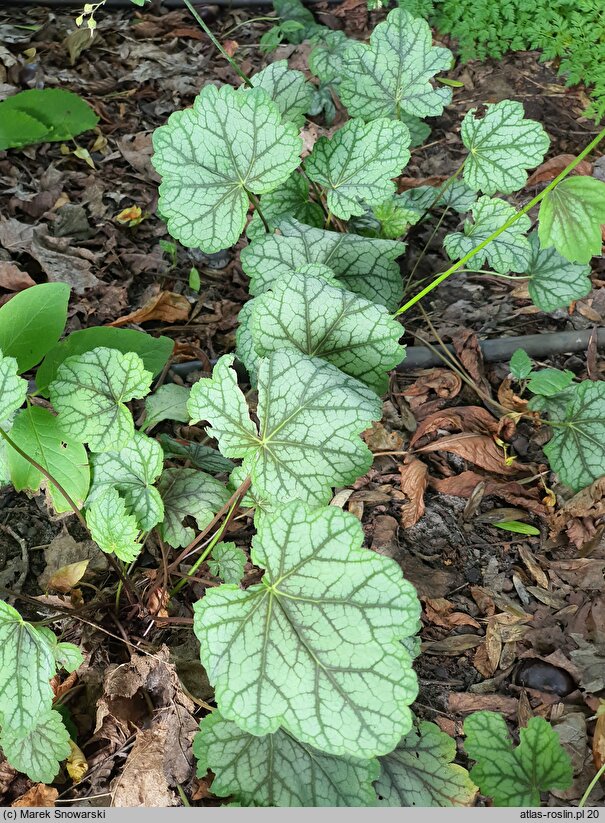 Heuchera Green Spice