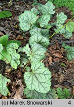 Heuchera Green Spice