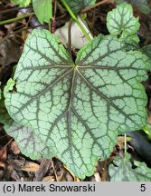 Heuchera Green Spice