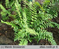 Polystichum falcatum var. fortunei (paprotnik sierpowaty odm. Fortune'a)