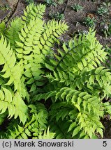 Polystichum falcatum var. fortunei (paprotnik sierpowaty odm. Fortune'a)